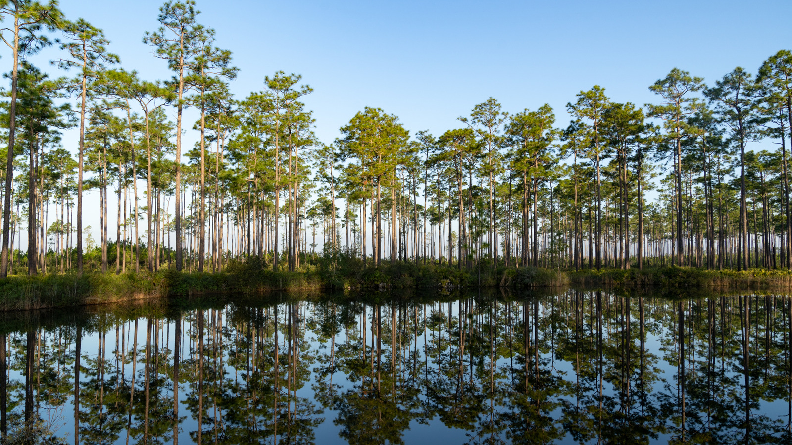 L'une des sept merveilles naturelles de Géorgie est le plus grand marais d'eau noire d'Amérique du Nord