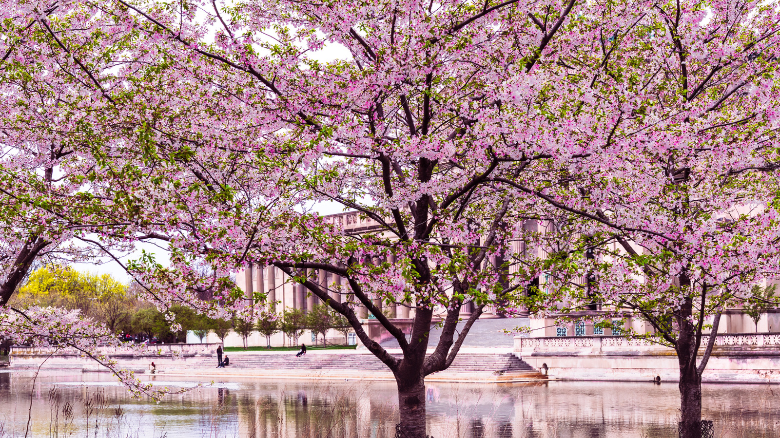 Le printemps est le moment idéal pour visiter le magnifique parc de Chicago avec ses cerisiers en fleurs