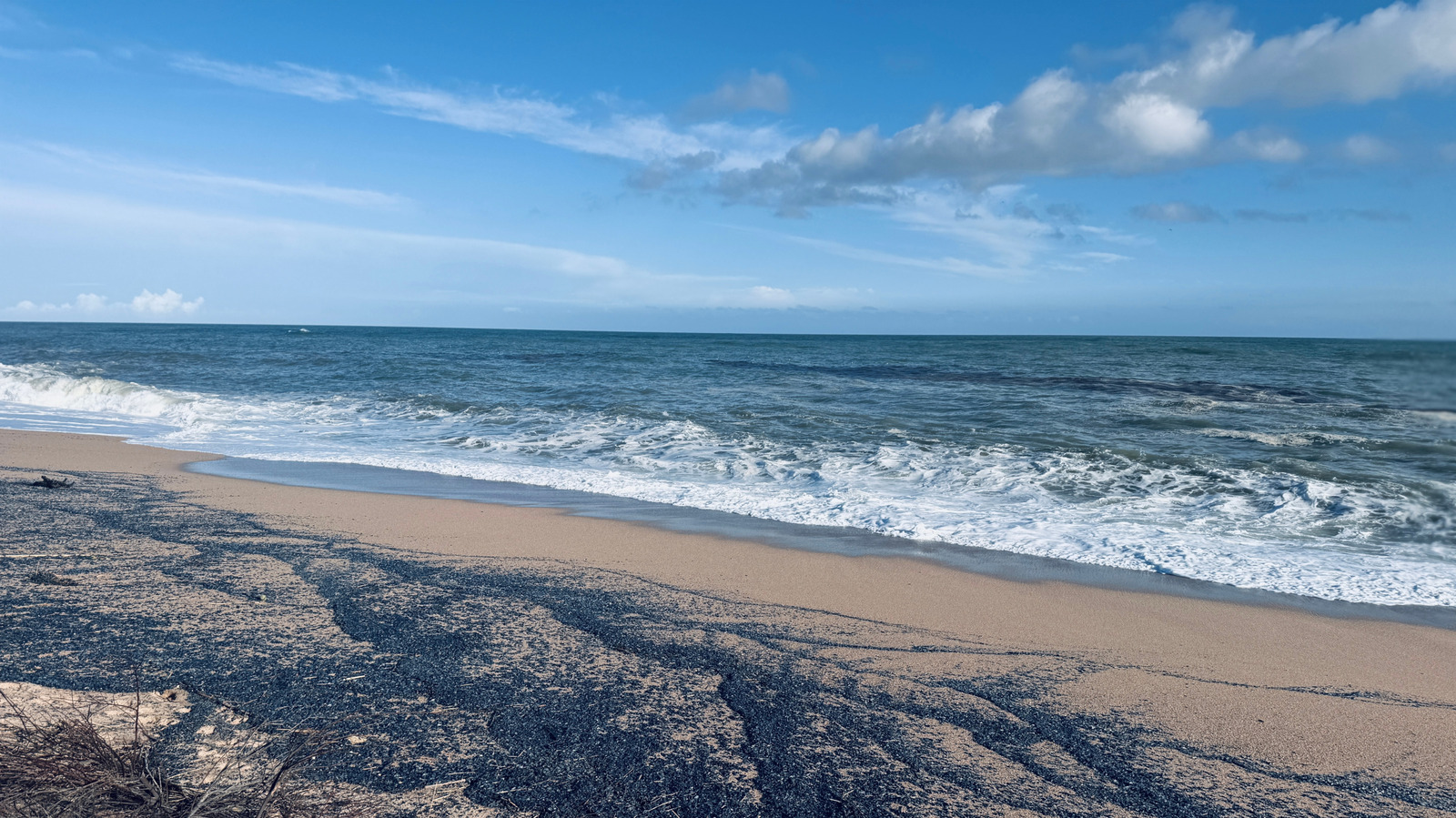 Pourquoi les plages de l'Oregon sont couvertes de tonnes de créatures bleues bizarres
