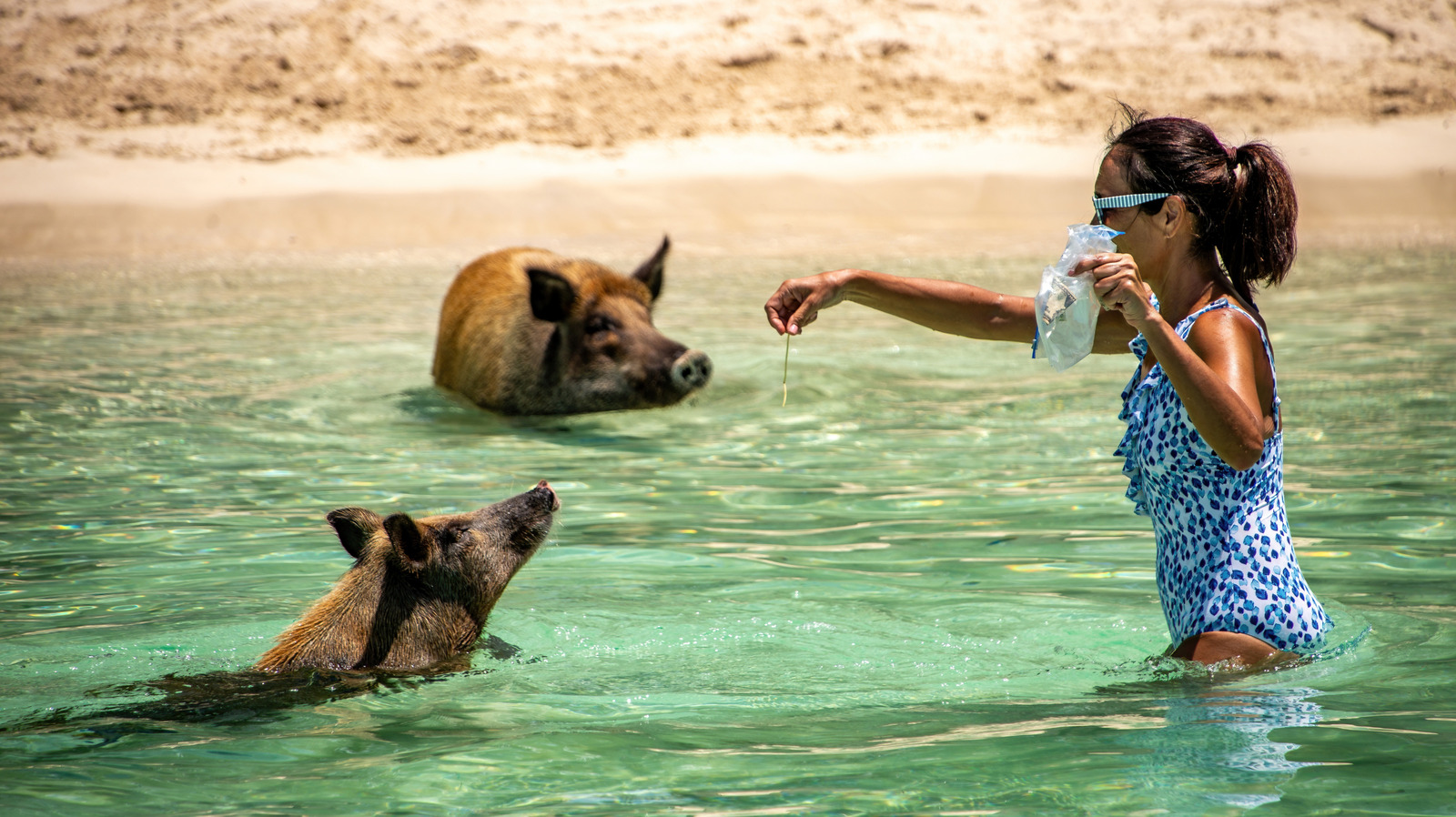 Vous pouvez nager avec des cochons sauvages sur cette plage pittoresque des Caraïbes